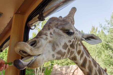 Giraffe in the Parkの写真素材