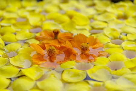 Yellow flow leaf on the water, Philippinesの写真素材
