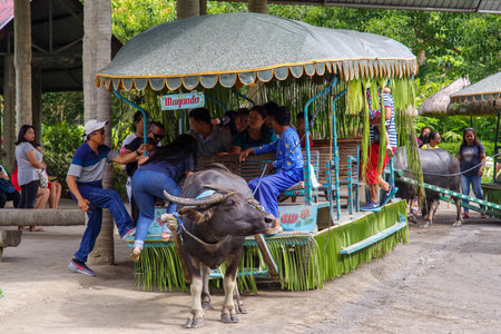 July 15,2017 ride on carabao wagons at villa escudero , Laguna , Philippinesのeditorial素材