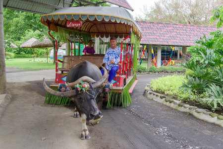 July 15,2017 ride on carabao wagons at villa escudero , Laguna , Philippinesのeditorial素材