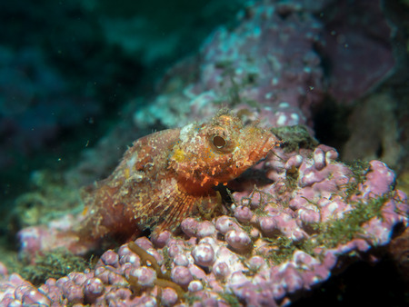 scorpion fish on the coral at underwater, Philippinesの写真素材