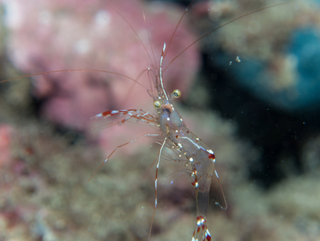 Ghost Shrimp in Coral at under water Philippinesの写真素材