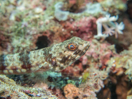 tropical fish at the coral, Philippinesの写真素材