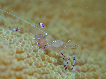 anemone shrimp at sea anemone, Philippinesの写真素材