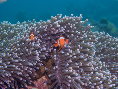 Anemone fish at under the sea, Philippinesの写真素材