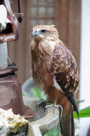 eagle on the table, Philippinesの写真素材