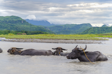 Philippines water buffalo carabao at the riverの写真素材