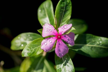 rain drop on the wild flower , Philippinesの写真素材
