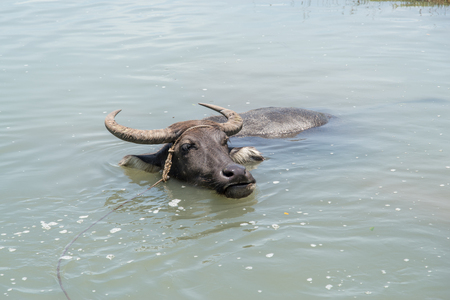 Philippines water buffalo(Carabao) in the riverの写真素材