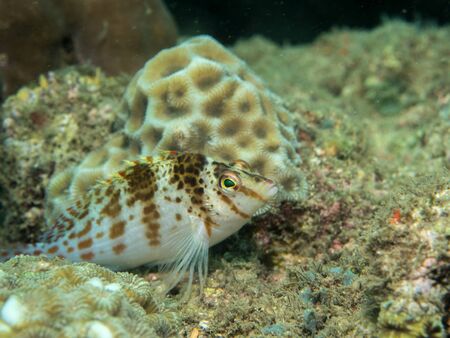 tropical on the coral, Philippines