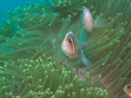 Anemonefish with anemone under water, Philippinesの写真素材
