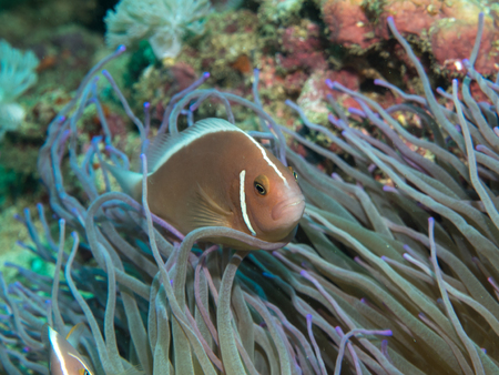 Anemonefish with anemone under water, Philippines