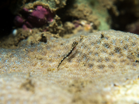 goby fish on the coral, Philippinesの写真素材