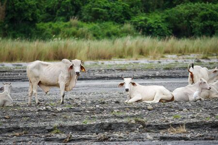 white cow in the Pinatubo, Philippinesの写真素材