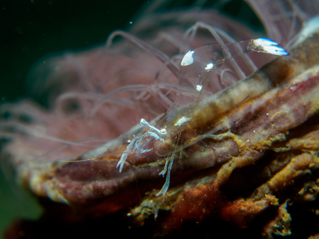Baby shrimp on the anemone , Philippinesの写真素材