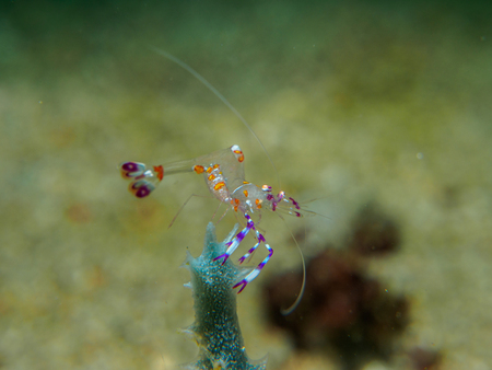 baby shrimp on the coral , Philippinesの写真素材