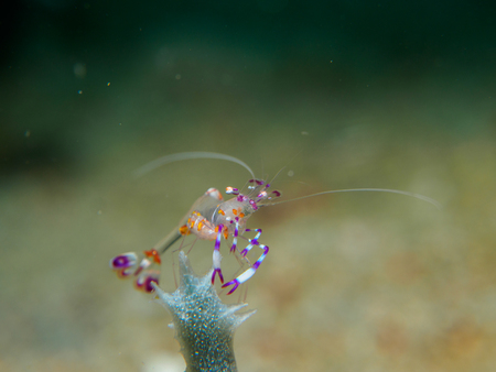 baby shrimp on the coral , Philippinesの写真素材