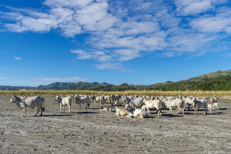 White ox in Mountain Pinatubo , Capas , Philippinesの写真素材