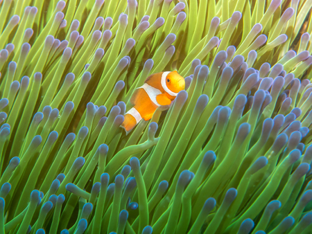 Anemone fish with Sea Anemone, Philippinesの写真素材