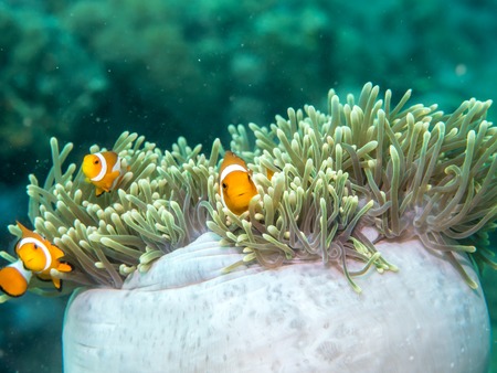 Anemone fish with Sea Anemone, Philippinesの写真素材