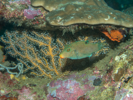 A fish in a hole, underwater