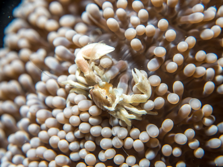 A crab that lives with an anemone, Philippines