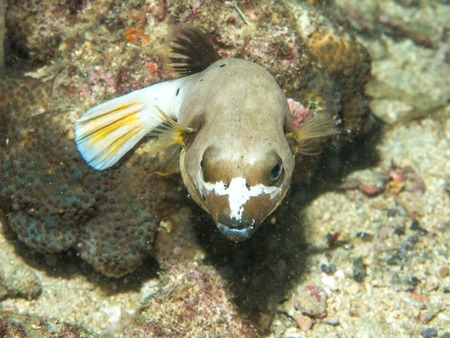 Blowfish swimming at underwater, Philippinesの写真素材