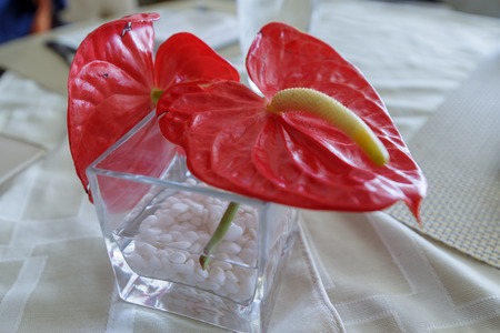 red Anthurium flower on the table, Manilaの写真素材