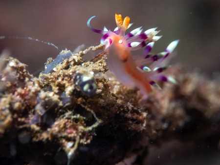 Nudibranch on the coral Anilao, Philippinesの写真素材