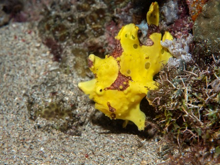 Yellow Warty frogfish (Clown frogfish), Philippinesの写真素材