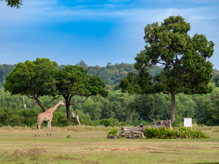 giraffe at Calauit Safari Park,Palawan, Philippinesの写真素材
