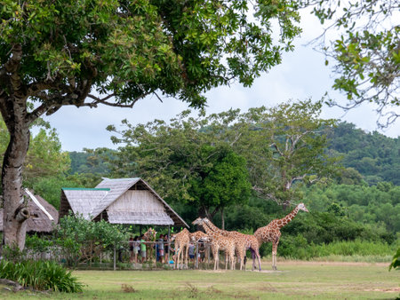 giraffe at Calauit Safari Park,Palawan, Philippinesのeditorial素材