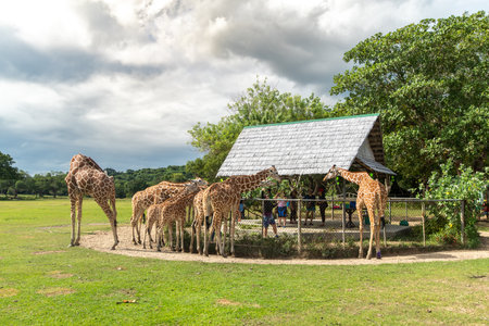 Nov 15,2018 Tourists feeding the giraffe at Calauit Safari, Palawan, Philippinesのeditorial素材