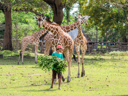 Nov 15,2018 A zookeeper preparing to feed a giraffe,Calauit Safari, Palawan, Philippinesのeditorial素材