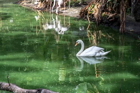 swan on the lake, Philippinesの写真素材