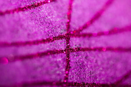Purple napkin close-upの写真素材