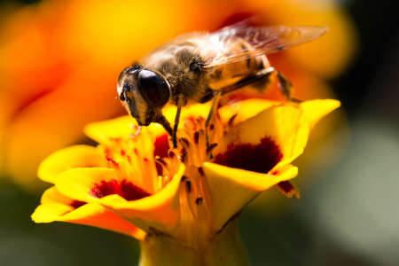 Bee sitting on yellow flower.の写真素材
