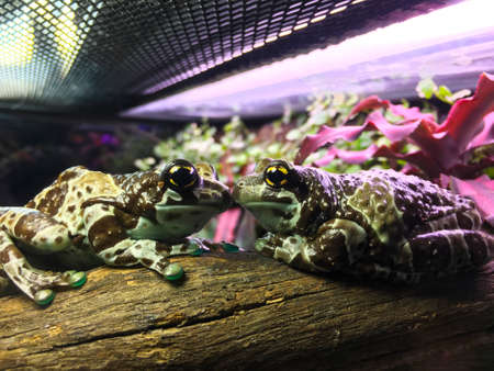 Two big-eyed tree frogs are on a branch. One is looking longingly at the other.