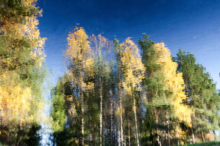 The reflection of birches, pines and blue sky. The north of Russiaの写真素材
