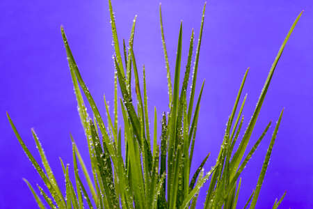 Grass on a purple background with drops of dew