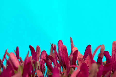 Beet leaves on a blue background