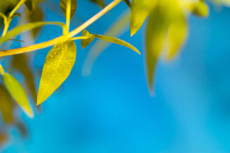 Pattern of leaves on a blue background with drops of dewの写真素材