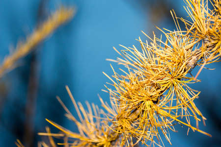 Close up view of pine tree branch. Pine tree branch with needles, sticks and conesの写真素材