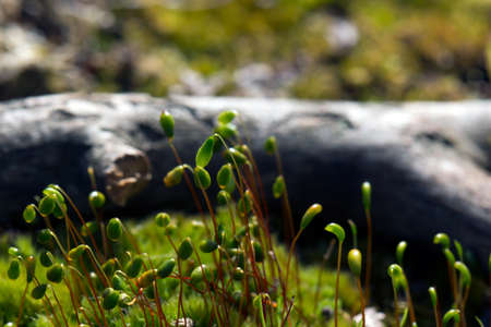 Green forest mossの写真素材