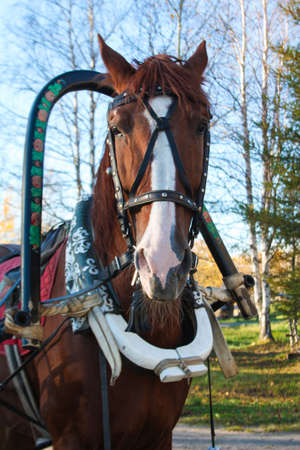 Bearded horse in the north of Russiaの写真素材