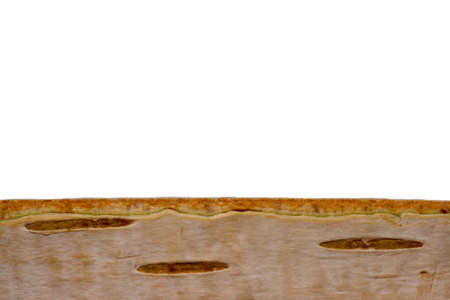 Birch bark on a white backgroundの写真素材