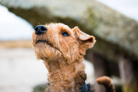 welsh terrier dog looking into the distance on the coast of the White Seaの写真素材