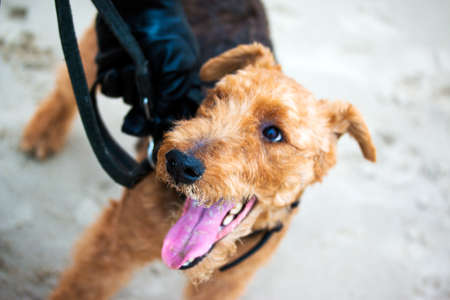 Welsh terrier dog enjoys life on the sea sand on a leashの写真素材
