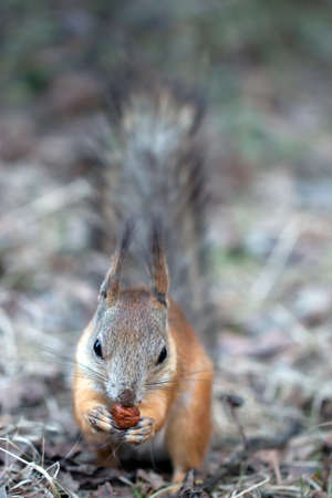 Forest protein with hazelnutsの写真素材