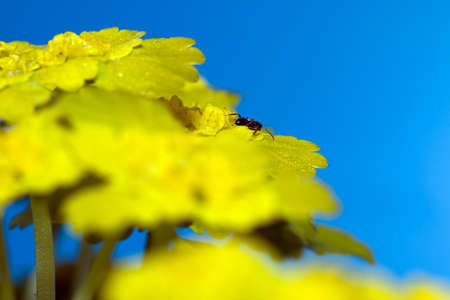 Ants on nature in the forest and green mossの写真素材